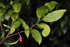 Erythroxylum lanceolatum